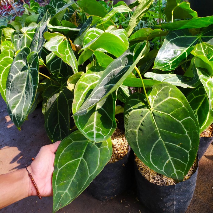 Tanaman hias anthurium kuping gajah - kuping gajah besar - real pict