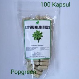 Kapsul Keladi Tikus