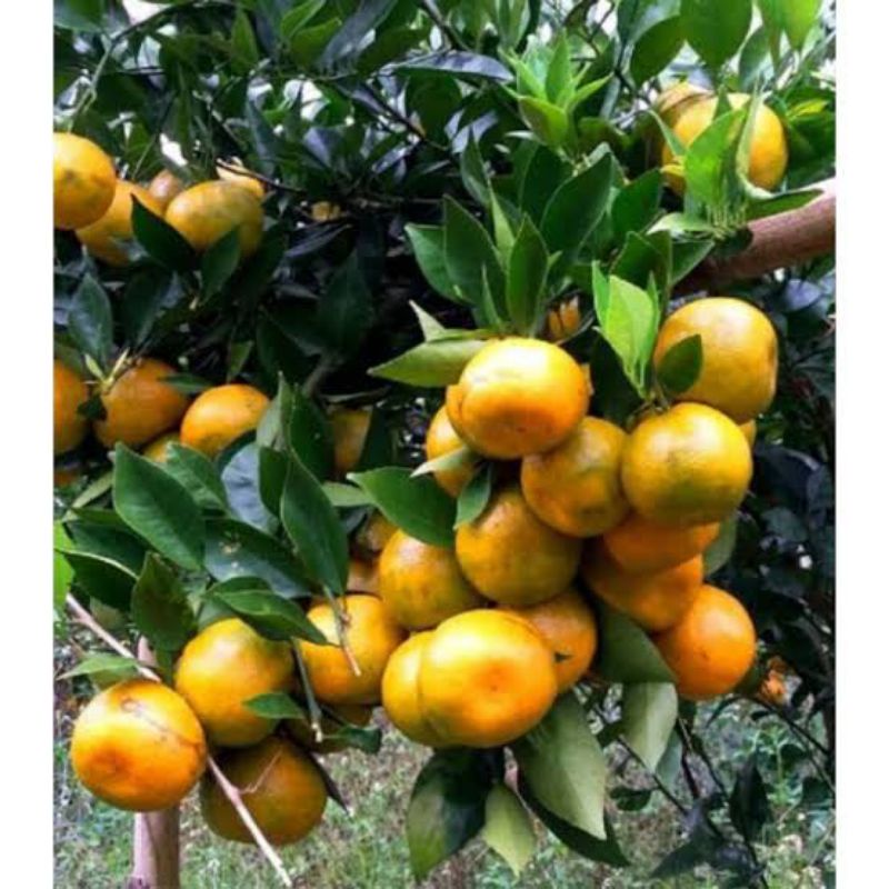 bibit buah jeruk pontianak berbuah || jeruk manis berbuah unggul