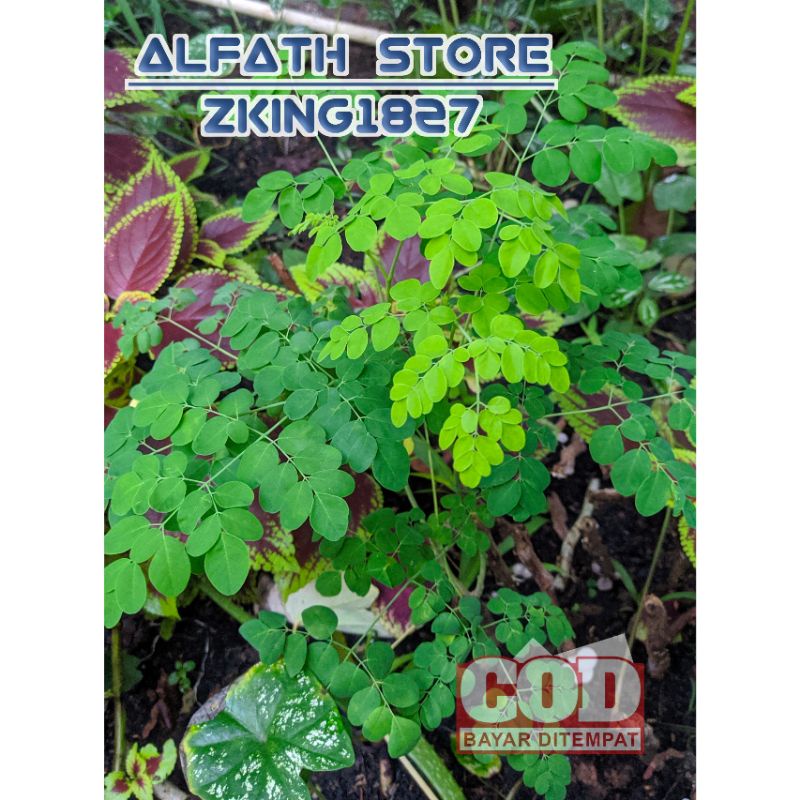 Jual Daun Kelor Segar 250 Gram Indonesia Shopee Indonesia