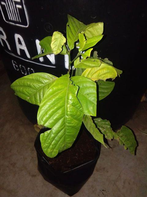 Bibit Duku Tanpa Biji