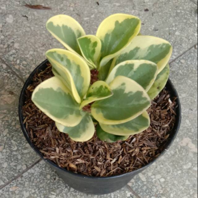 Peperomia obtusifolia variegata - Tanaman paperomia obtusifolia - BAKUL KEMBANG