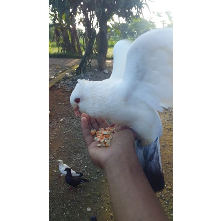 burung merpati putih sepasang