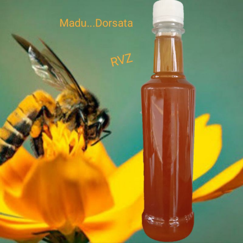 

madu murni / dorsata