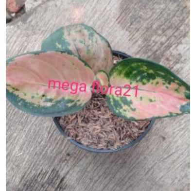 AGLAONEMA SULTAN BERUNAI REMAJA/SULTAN BRUNAI BONGGOLAN
