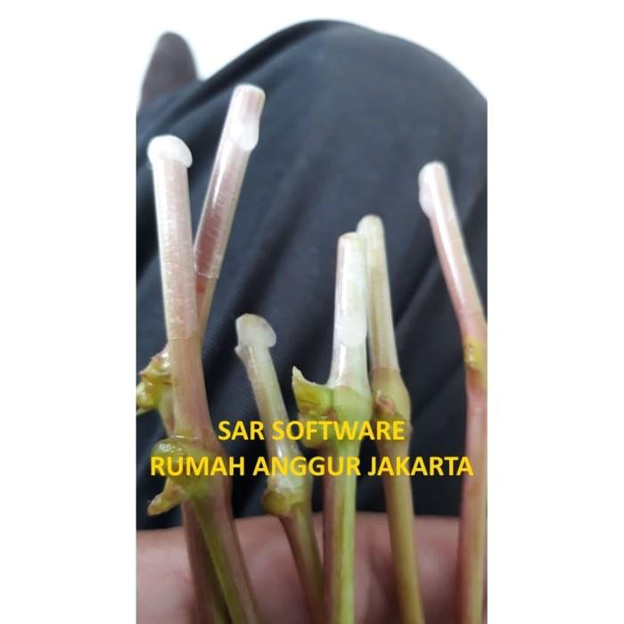 Ready Entres Anggur Impor (6 Entres @ 2 Mata tunas) Kualitas Terjamin