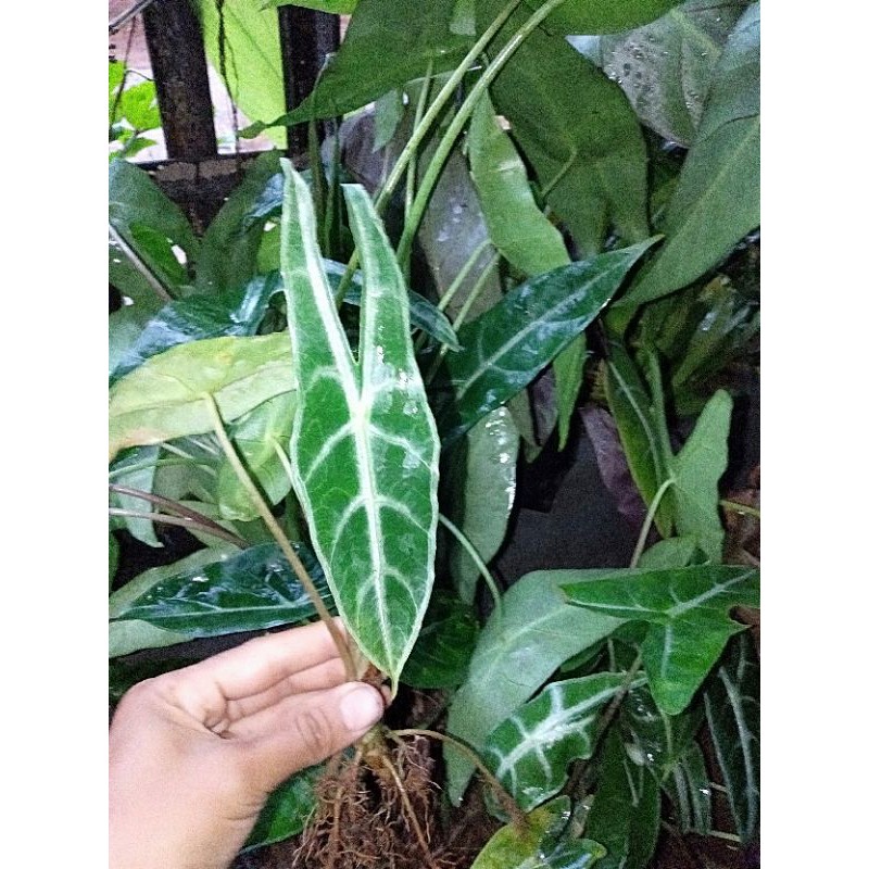 Tanaman hias kuping kelinci mini