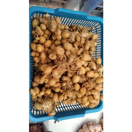 

Kunyit Putih 1kg