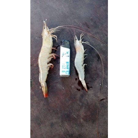 

Udang Peci