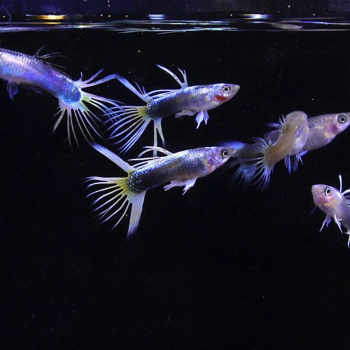 Ikan Guppy Crowntail Hb Pastel