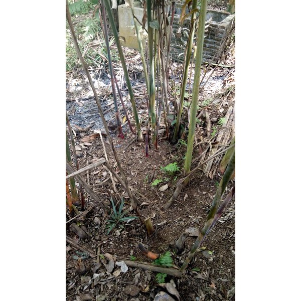 Bibit Pohon Honje Kecombrang