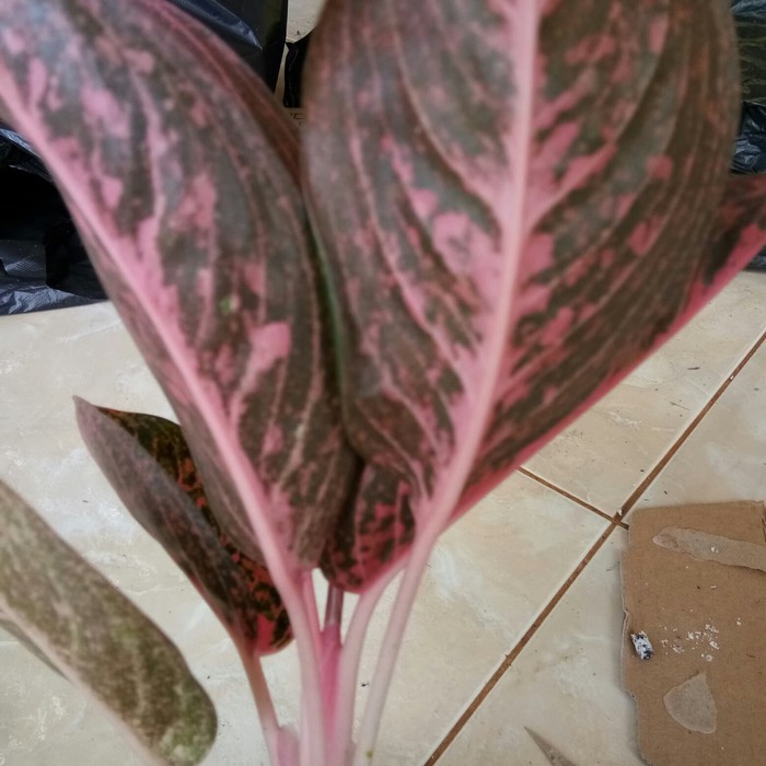 tanaman hias aglonema adelia-bibit tanaman-aglonema-tanaman hias