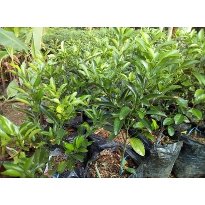 Bibit Jeruk Santang Madu di Bandung