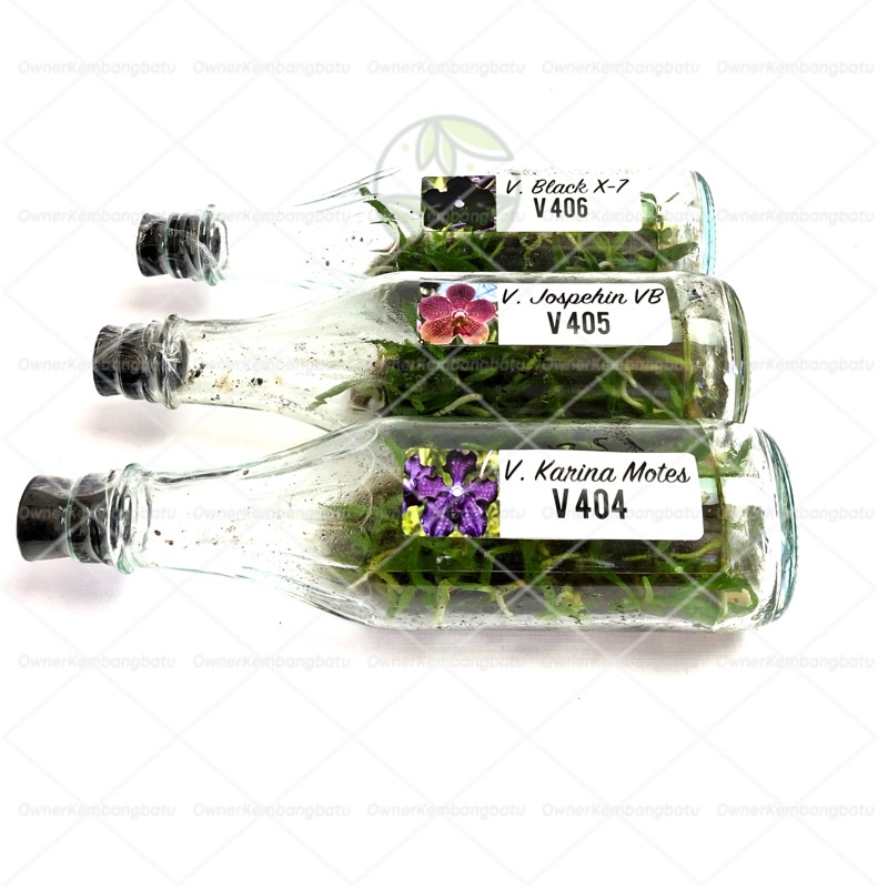 Anggrek Vanda Koleksi | Anggrek Vanda | Bibit Anggrek Vanda | Anggrek Botolan Vanda