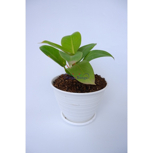 Philo Lemon Phillodendron Moonlight - philodendron moonlight bergaransi