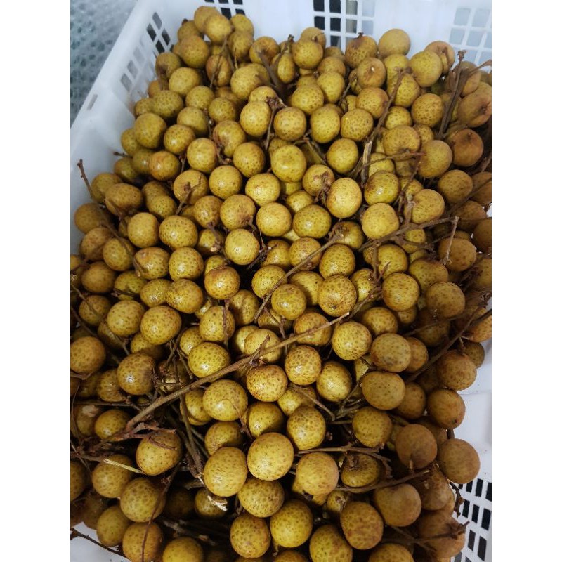 

lengkeng Thailand manis
