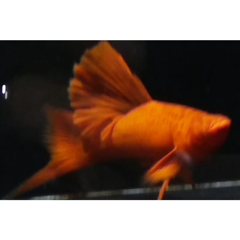 bloodred firecrekers