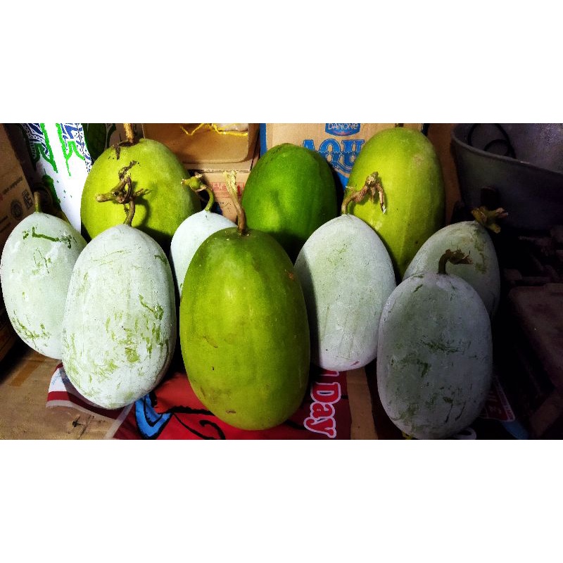 

buah bligo/kundur/gundur/labu putih/winter melon fresh (sedang)