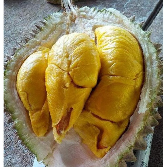 DM19 DURIAN MUSANG KING / BIBIT POHON BUAH DUREN MALAYSIA #_* TERKINI