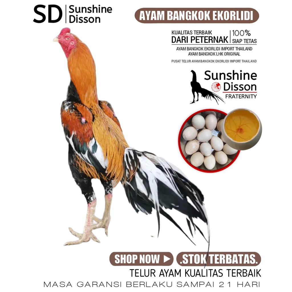 ayam bangkok thailand ekor lidi aduan LHK asli telur fertil perbutir