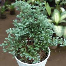 Cemara embun  (Dacrycarpus imbricatus)- Bibit cemara embun halus - BAKUL KEMBANG