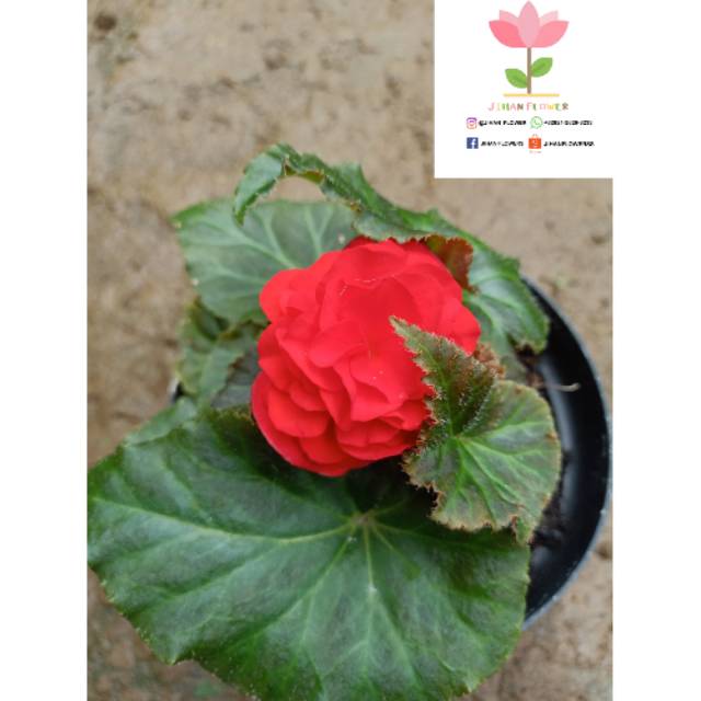 Bunga BEGONIA MAWAR Hybrid merah