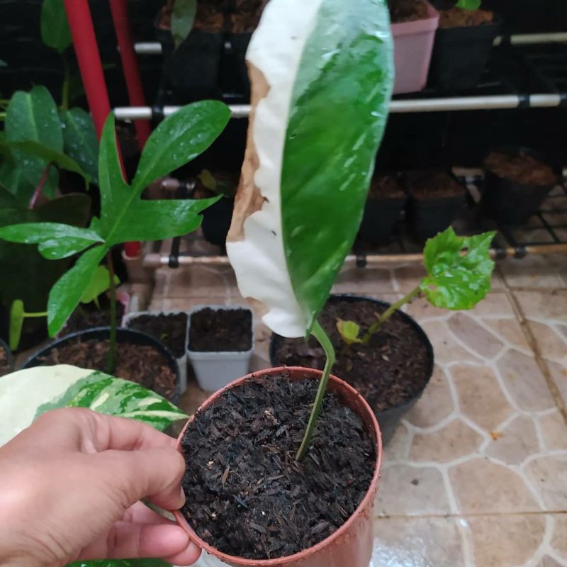 epipremnum pinnatum variegata