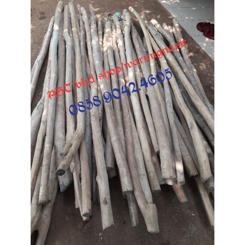 Tangkringan Burung macaw