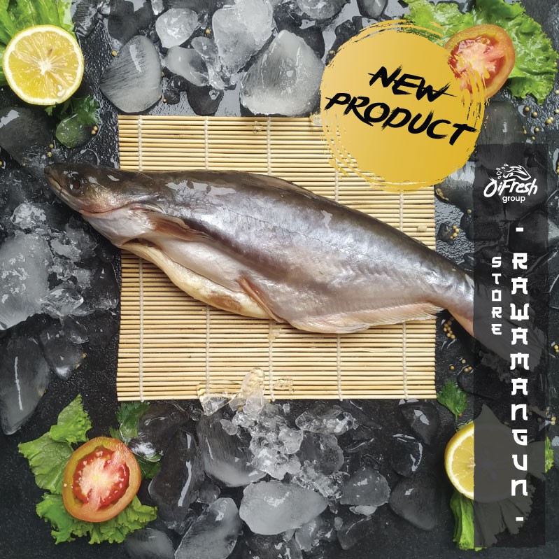 

Ikan Patin Ekoran PREMIUM LOKAL Segar dan Bergaransi / Pack
