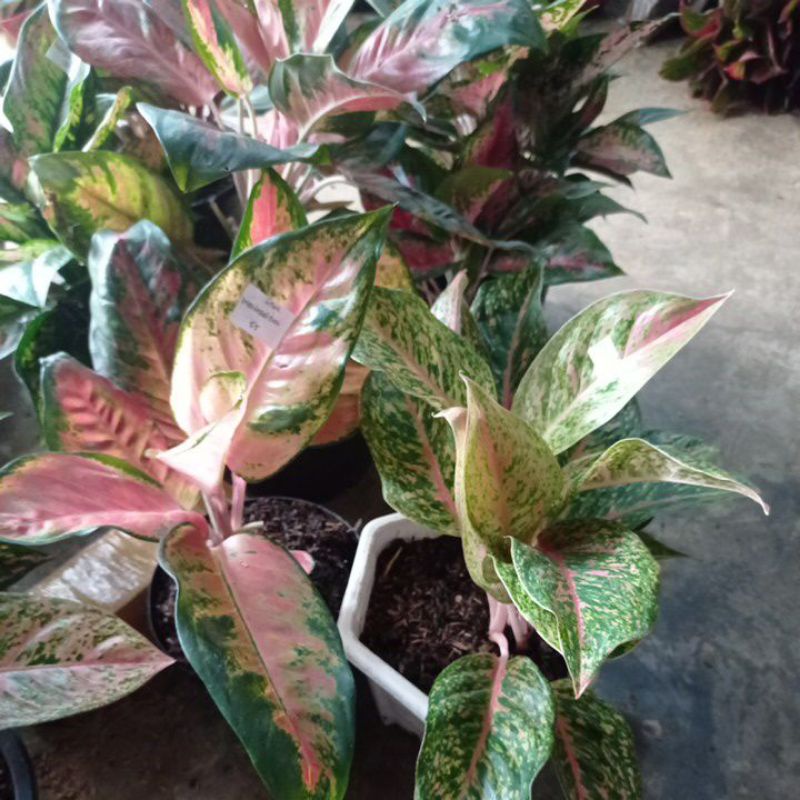 aglonema kocin paramuay dan lukmeang kk imelda