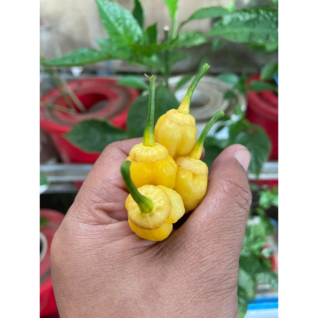 Benih Bibit Biji - Cabai Lele’s Passion Lemon Cabe Pepper Seeds