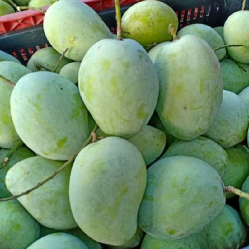 Buah mangga indramayu matang 1 kg