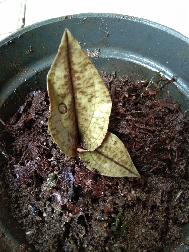 Jewel Orchid Nephelaphyllum Red Promo Bonus Pot