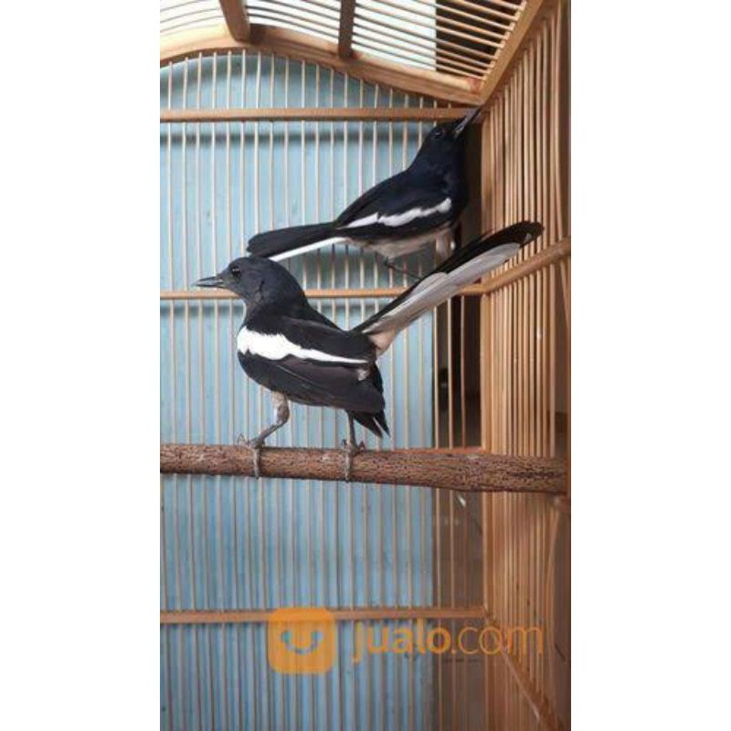 burung Kacer sepasang jantan dan betina