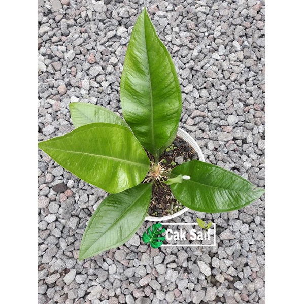 Anthurium Levis / Anthurium Oxcycarpum (Real Pict)