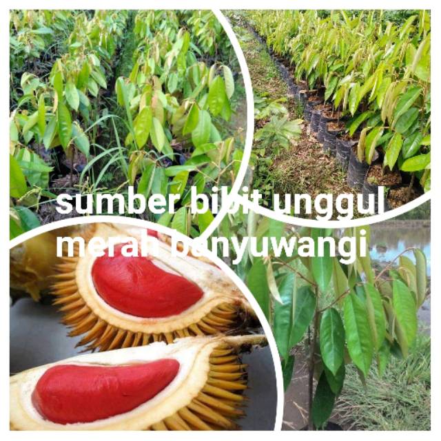bibit durian merah banyuwangi