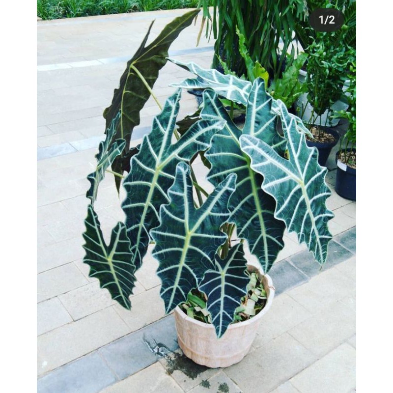 Tanaman hias keladi amazon - caladium amazon -keladi amazon