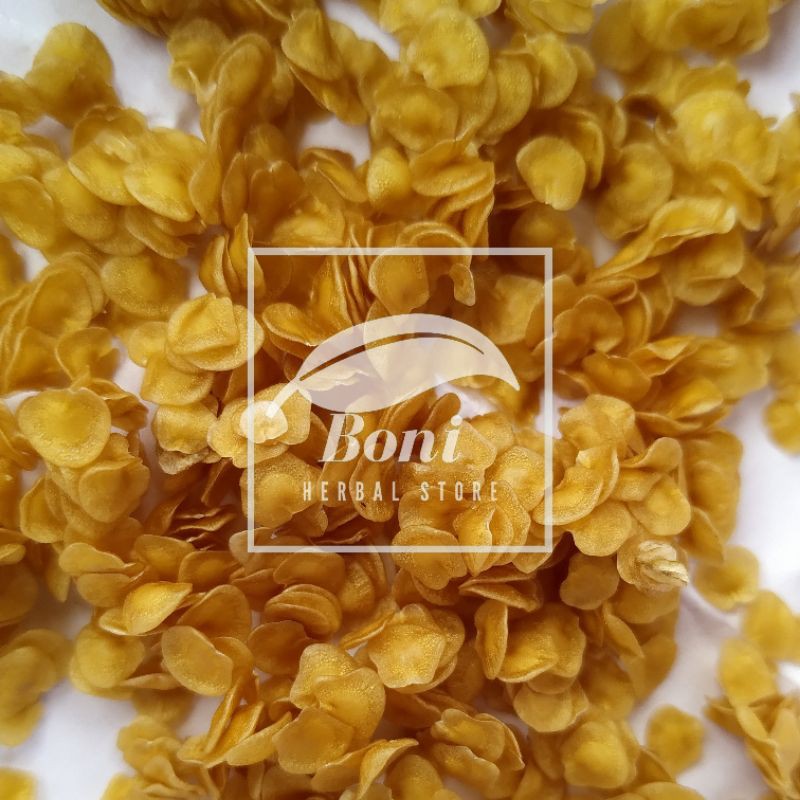 

Biji Terong Pari Terung Duri Hutan isi 500bibji lebih bisa untuk benih bibit atau pengobatan obat herbal obat tradisional obat alami obat sakit gigi