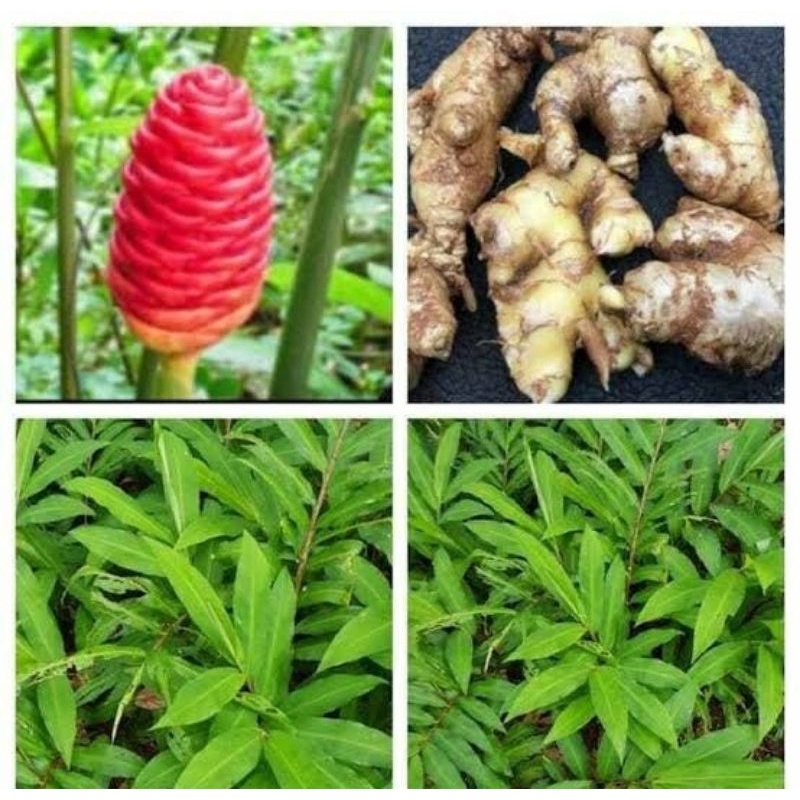 

100gr lempuyang segar