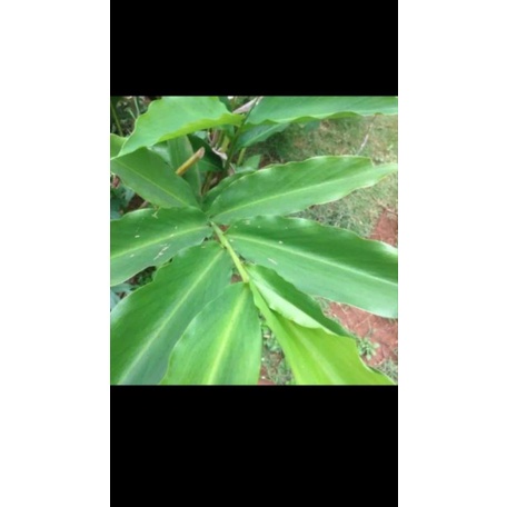 Daun Kapulaga 1Kg Segar