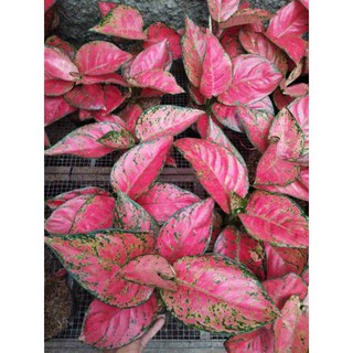  aglonema  dut anjamani  cantik Shopee Indonesia