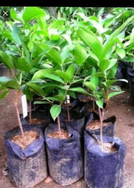 Jambu Air Bajang Leang
