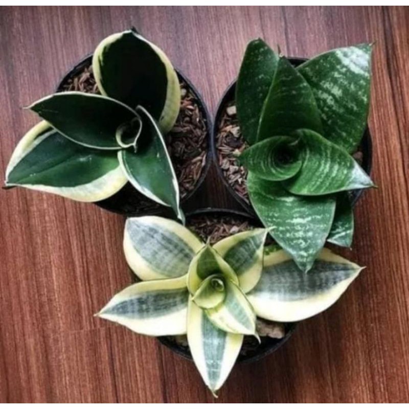 Tanaman Hias Sanseivera Mini - Lidah Mertua Mini