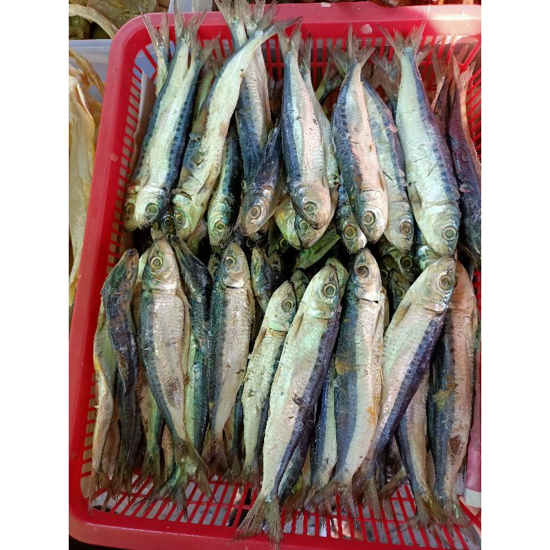 

(500g) Ikan Asin Tamban Pontianak / Ikan Tamban Asin / Ikan Asin Kalimantan Barat