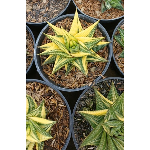 HaworthiaLimifoliaVariegata