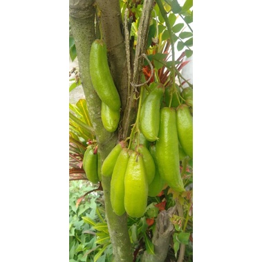 

BUAH BELIMBING BLIMBING WULUH