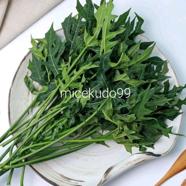 

DAUN PEPAYA ORGANIK SEGAR SAYUR FRESH PAPAYA LEAVES ORGANIC