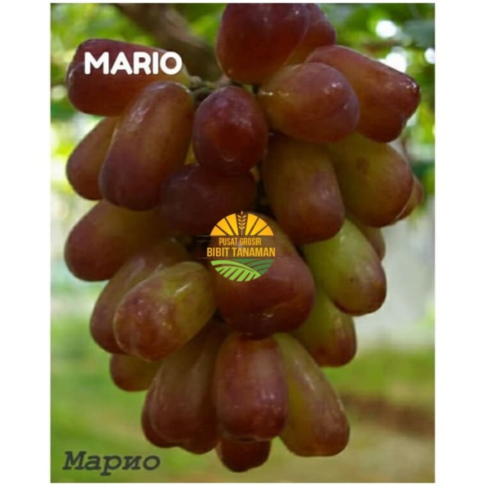 Bibit anggur import mario Grafting Siap Berbuah