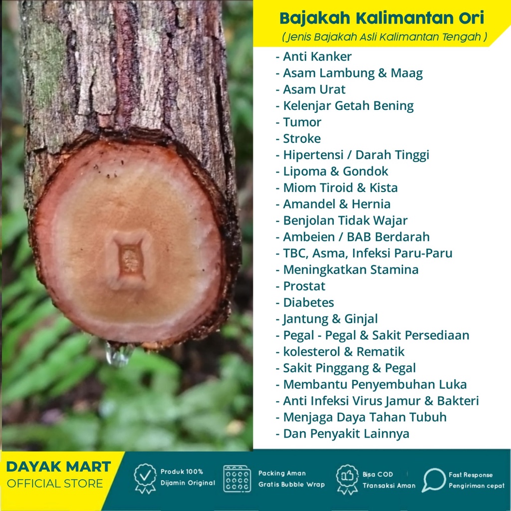 Akar Kuning Bajakah Kuning Asli Kalimantan Kualitas Super Premium Akar Bajakah Kayu Bajak Kayu Bajakah Akar Bajaka Obat Herbal Bajakah kalimantan Asli Diabetes Asam Lambung Urat Obat Maag Kencing Manis Gula Darah Liver Hepatitis Paling Ampuh Original 100%-BAJKA KALIMANTAN ORI