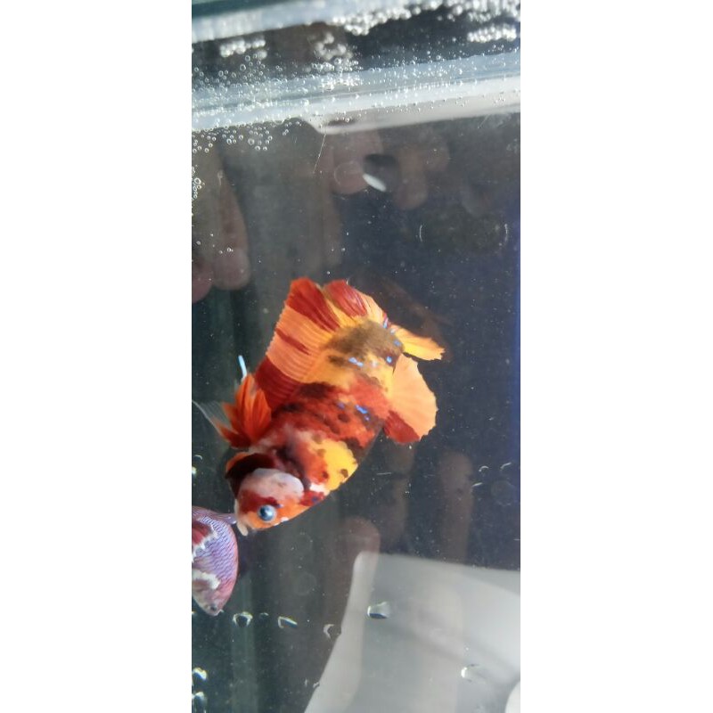 Cupang Nemo clasic size indukan
